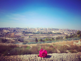 The Rose of Jerusalem